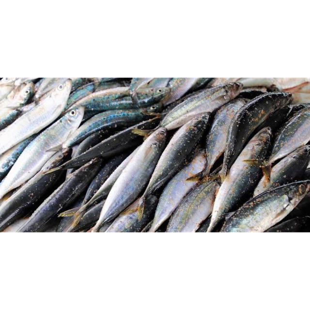 

Ikan Kembung Segar ±500 gram