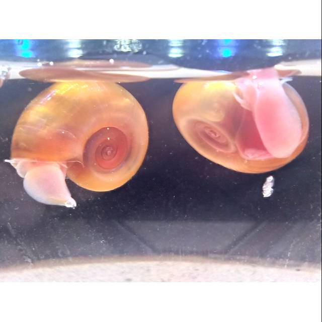 Keong Hias Aquascape (Keong Ramshorn / Keong Terompet Merah)