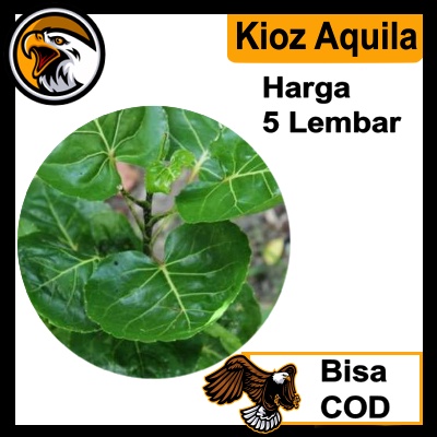 

Daun Mangkokan Segar langsung dipetik Dari pohonnya (Nothopanax Scutellarium Merr) harga 5 helai obat herbal fresh segar alami tanpa pestisida