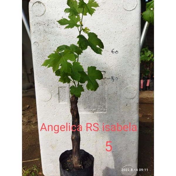 bibit anggur dongkelan Angelica,everes,baikonur,ninel