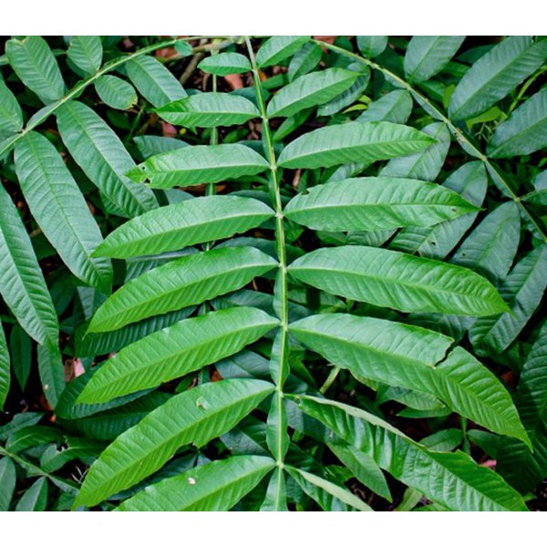 Bentuk pohon daun sungkai