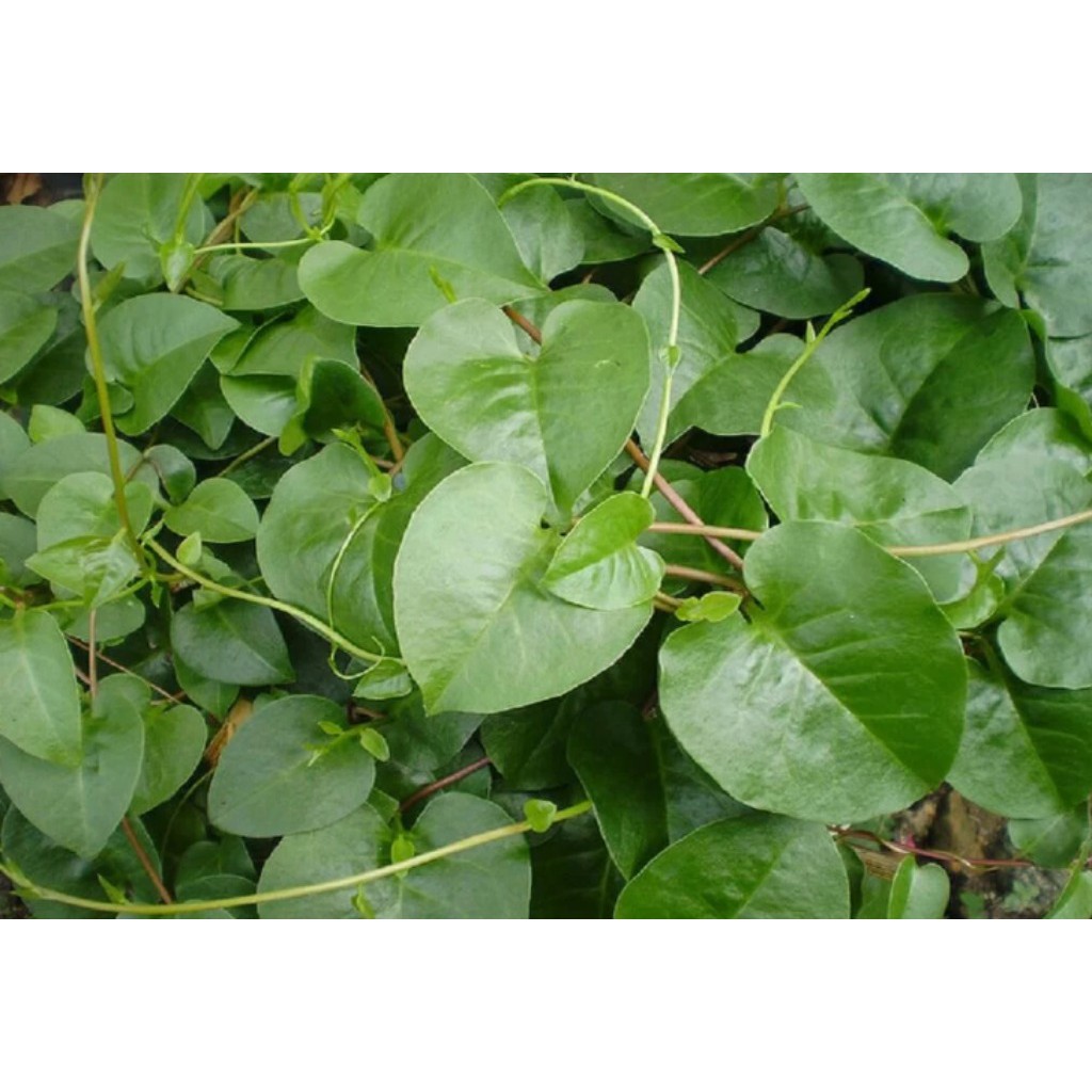 

Herbal Daun Binahong Segar 1kg