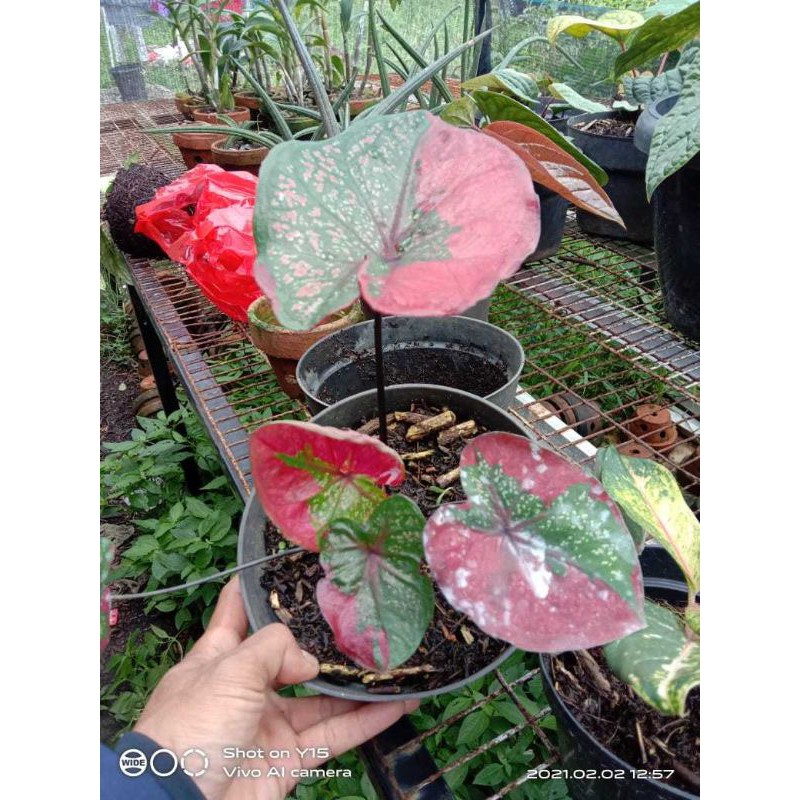 Tanaman hias keladi baret merah-keladi baret