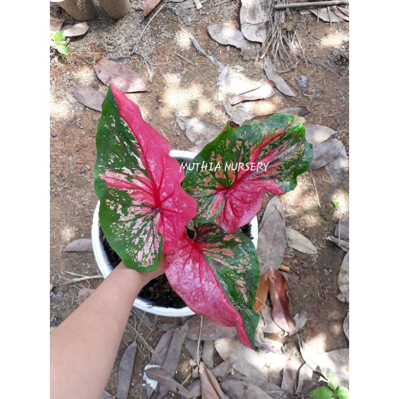 CALADIUM RED CLONE ANAKKAN