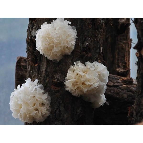 Jamur Salju Putih Kering Bai Mu Er Snow White Fungus 40g