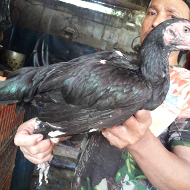 

Ayam Kampung / 1 ekor