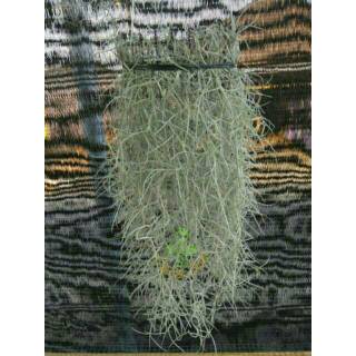 Tanaman jenggot  musa  thilandsia spanish moss Shopee 