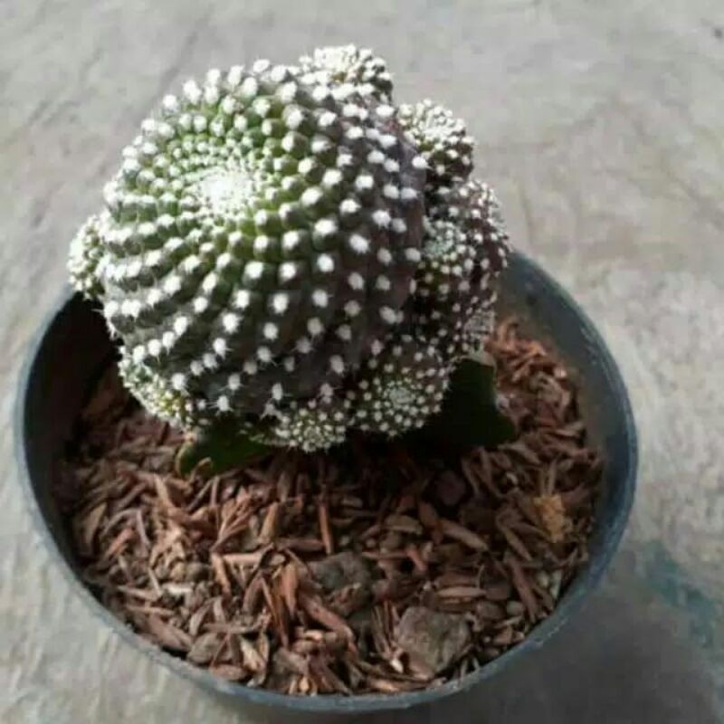 

Cactus ice cream hijau graf