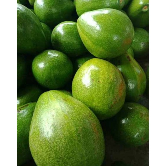 

ALpukat Mentaga/1000gram