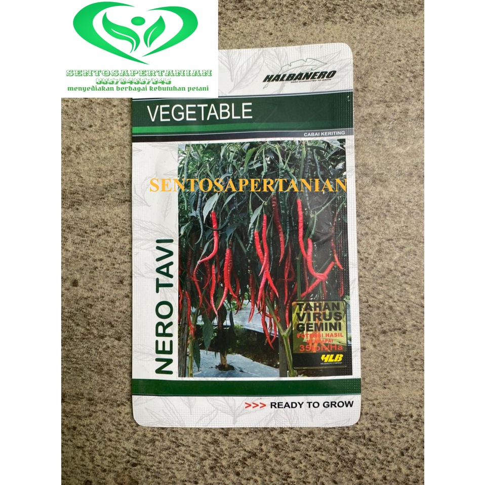 benih cabai besar keriting NERO TAVI 10gram dari HALBANERO