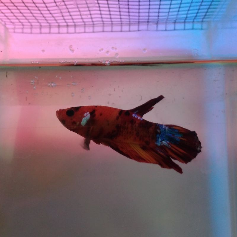 

IKAN CUPANG HMPK GAINT MULTI COLOR