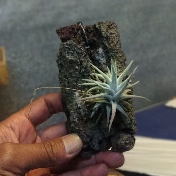 Tilandsia Airplant