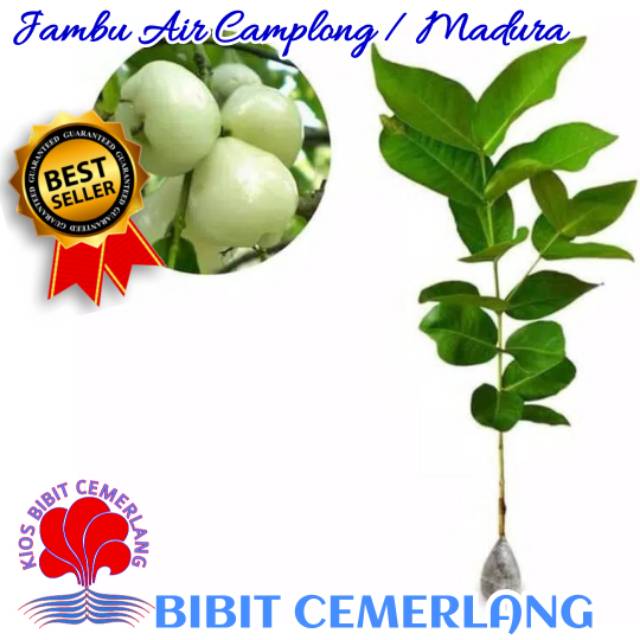 BIBIT JAMBU AIR CAMPLONG JAMBU AIR MADURA