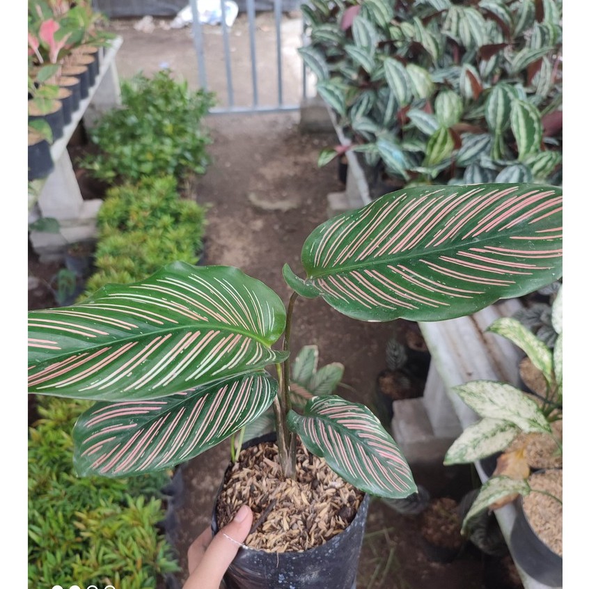 Bunga Calathea Kalatea Batik Cantik Murah Berkualitas