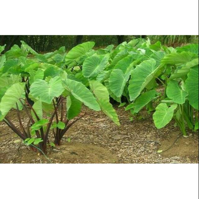 Tanaman Talas Kimpul