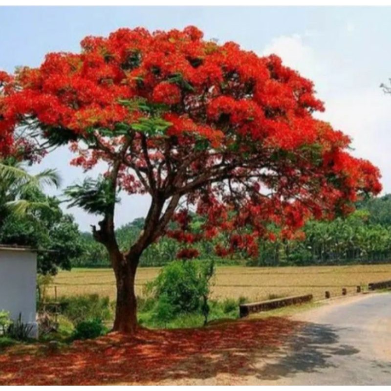 Bibit Bunga Flamboyan