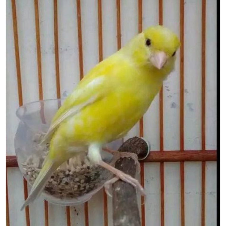 kenari loper betina paud