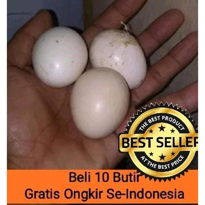 

Terbatas - Telur Ayan Hutan Hijau Segar