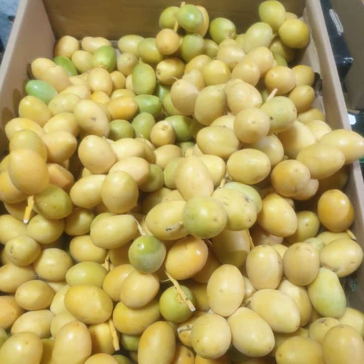kurma muda / promil kurma muda / kurma muda barhee kuning 1kg fresh