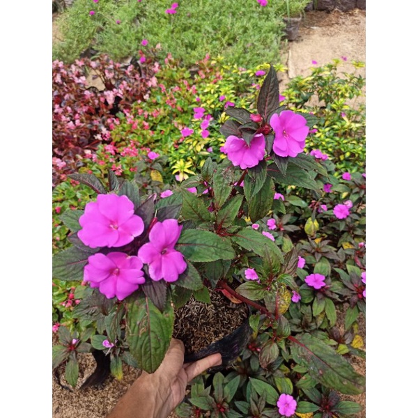 Tanaman Hias Impatiens Walleriana / tanaman hias Pacar air / tanaman hias tenggo