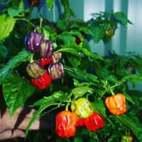 Benih Bibit Biji - Cabai Purple Pumpkin Cabe Labu Pelangi Rainbow Pepper Seeds