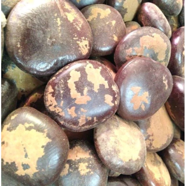 

Biji Bendo 1kg - Herbal biji bendo - Bendho