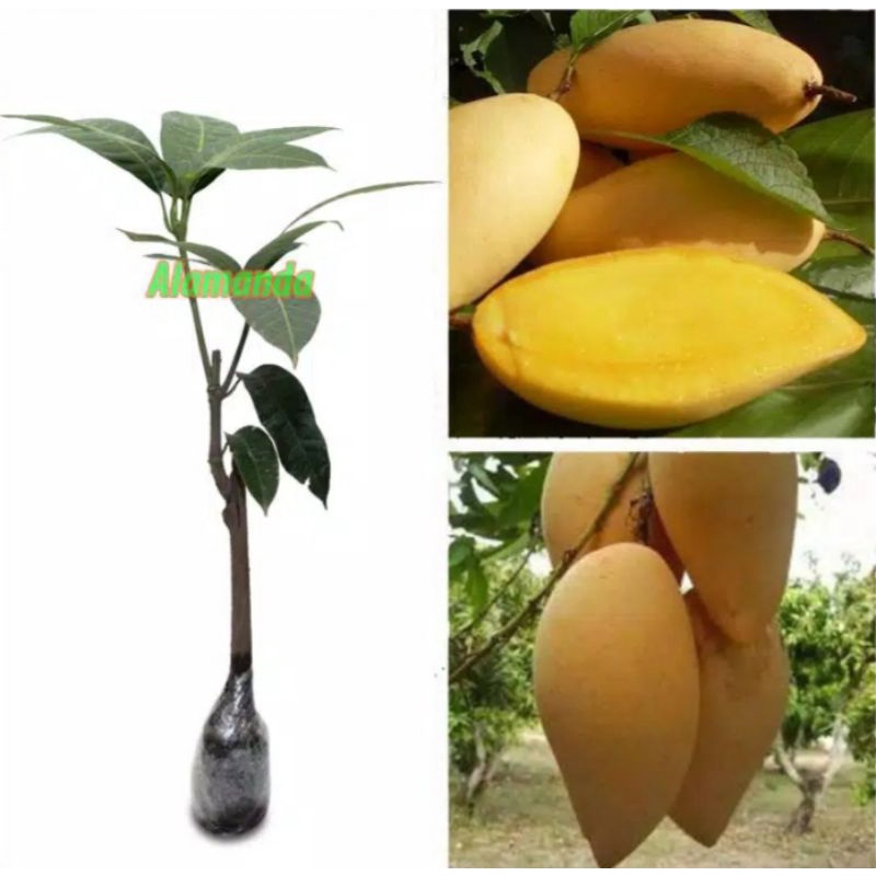 BIBIT MANGGA KIOJAY THAILAND OKULASI ASLI CEPAT BERBUAH Bibit Tanaman Mangga Kiojay Thailand ASLI CE