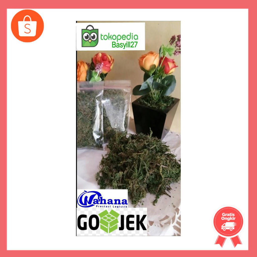 green moss / lumut kering / rumput palsu media / sintetis / dekorasi