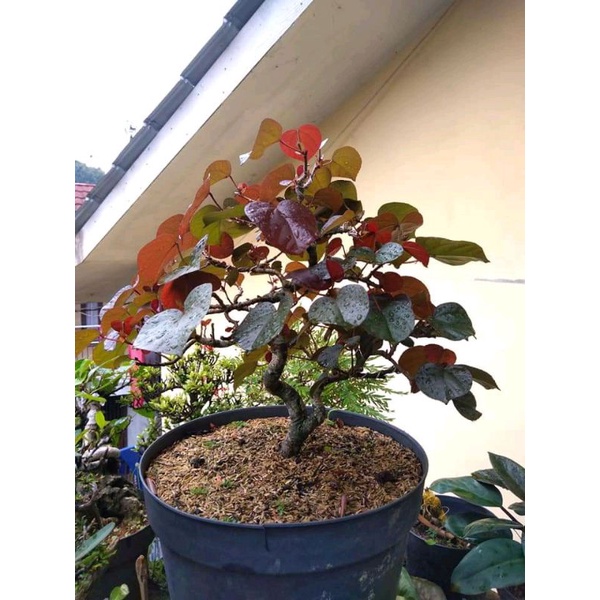 Bahan bonsai waru merah super red