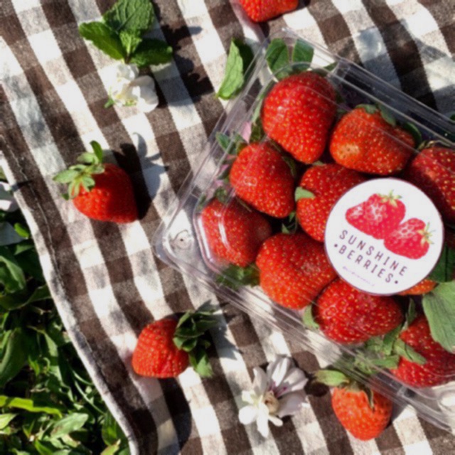 

STRAWBERRY / STROBERI / Sunshine Berries / BUAH STRAWBERRY by Sunshine Lemon