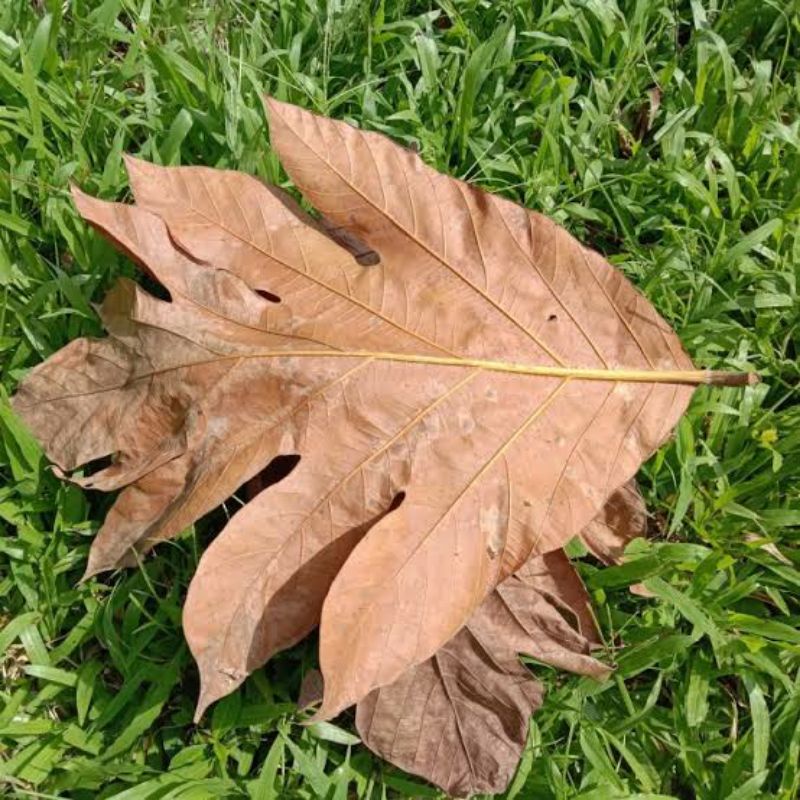 

Daun Kluwih Kering/Sukun/Timbul Kering Organik 500gram
