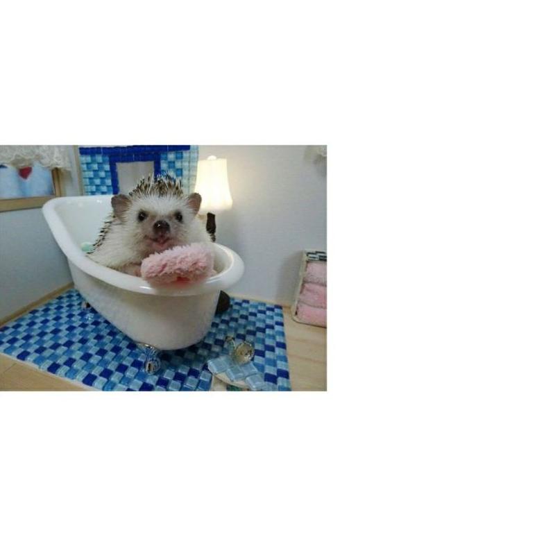 Shampo Landak Mini Hedgehog