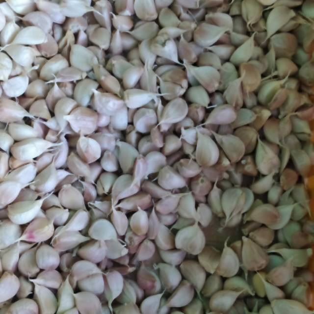 

Bawang Putih Kating