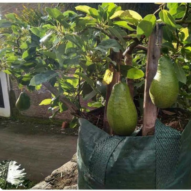 bibit alpukat super jumbo tabulampot