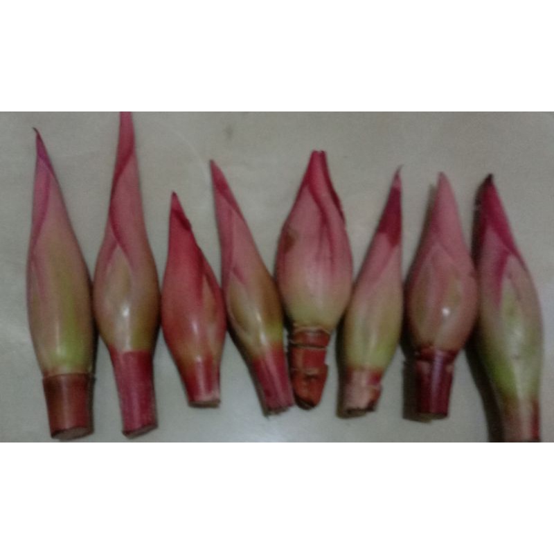 

Kecombrang/kicung/bunga rias 1 kg