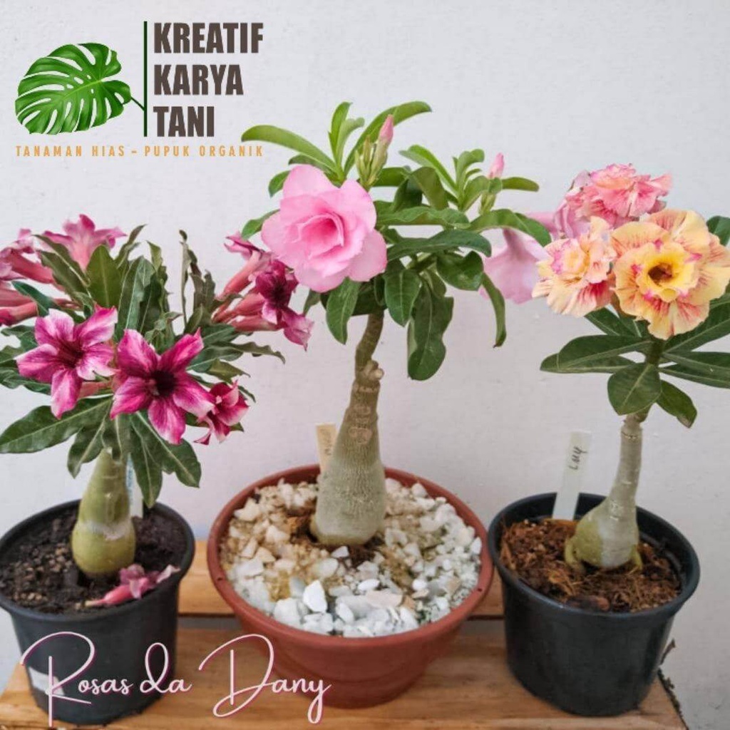 Paket 3 tanaman bonsai adenium kemboja jepang (tanaman hidup-bunga hias hidup murah-kembang asli)