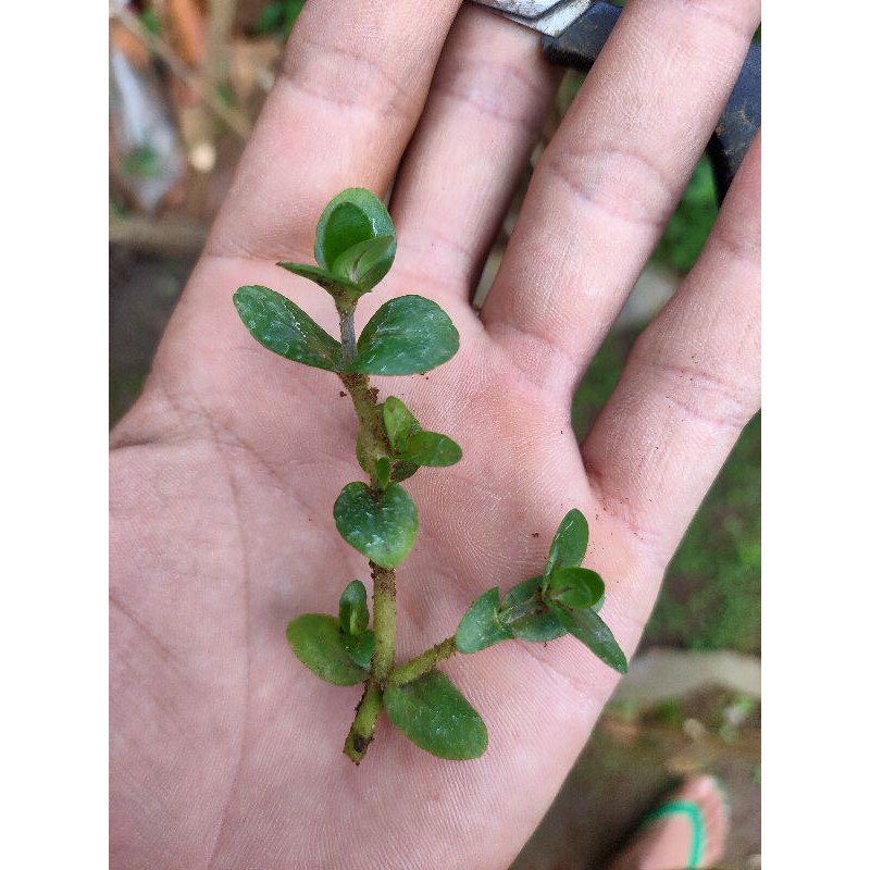 

bacopa salzmannii