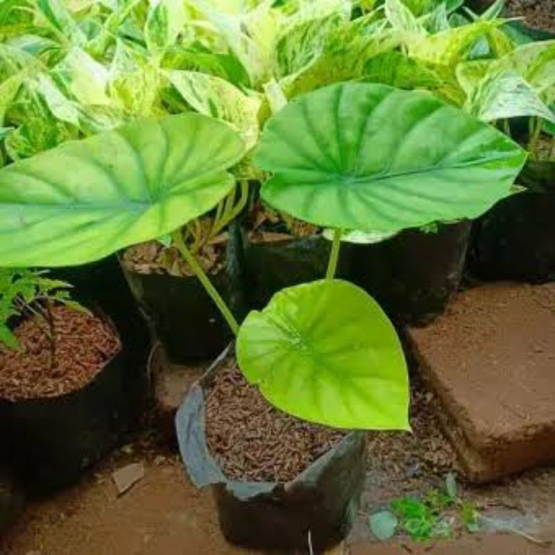 Keladi Tengkorak Hijau