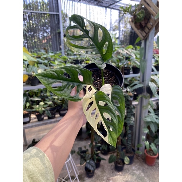 monstera adansonii variegata