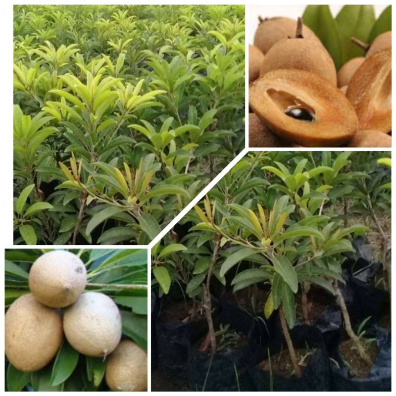 Bibit Sawo Manila Siap Berbuah / Tanaman Sawo Jumbo