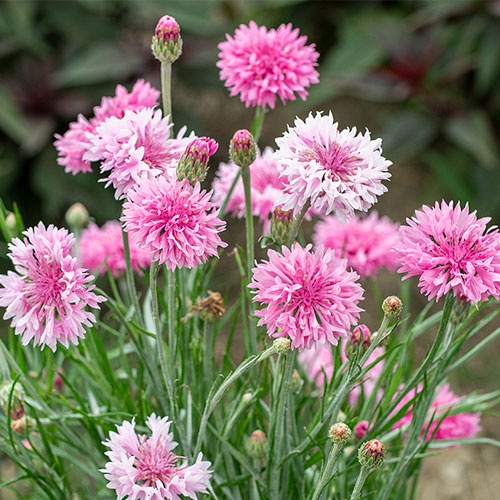 Benih Bibit Biji - Bunga Cornflower Centaurea Cyanus Pink Flower Seeds - IMPORT