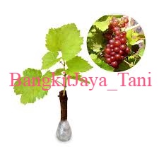 

Anggur Lokal Red Master Manis