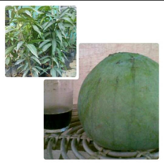 Bibit Buah Mangga Kelapa