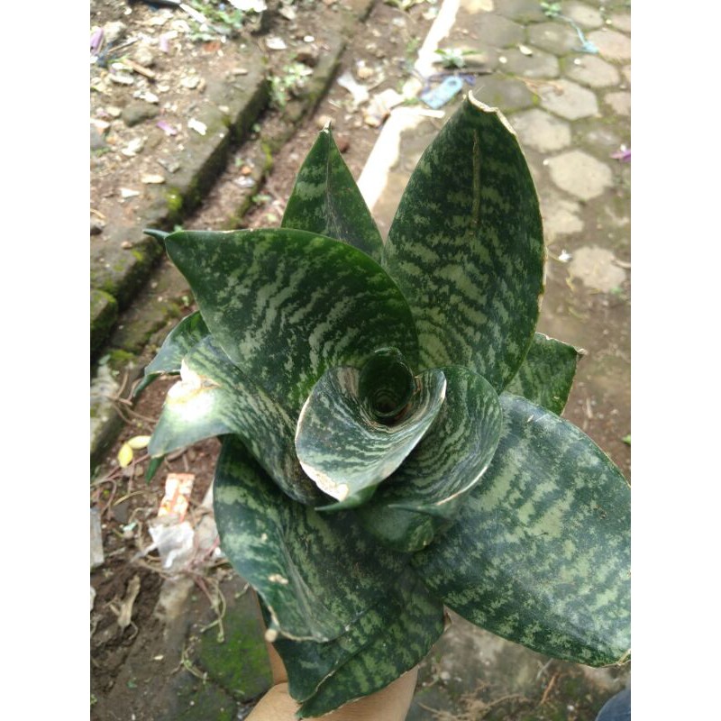 sansivera pagoda/lidah mertua hijau