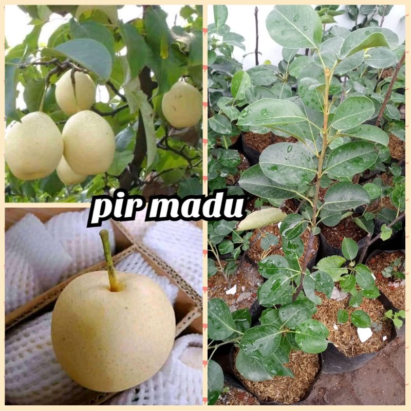 bibit buah pir madu cangkok batang besar