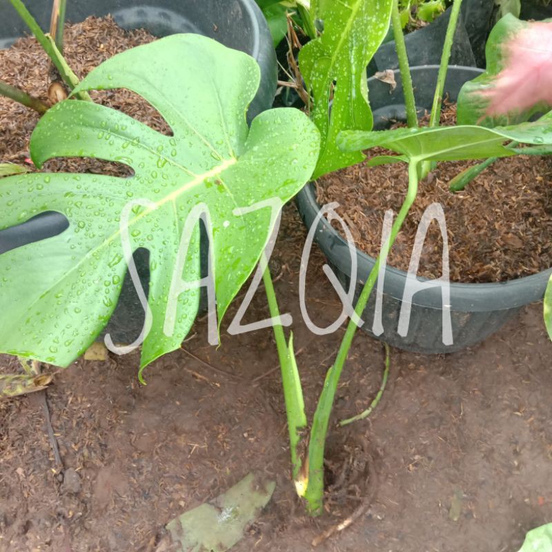 bibit monstera deliciosa / monstera king