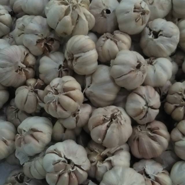 

Bawang putih sincu