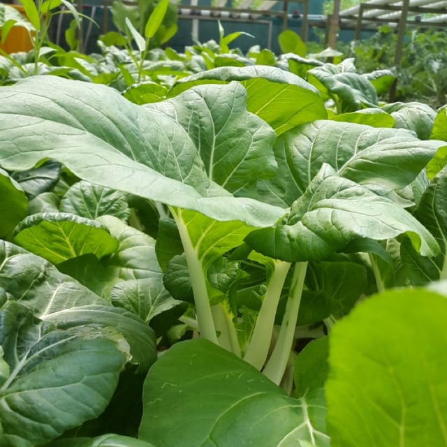 

Pokchoi Organic