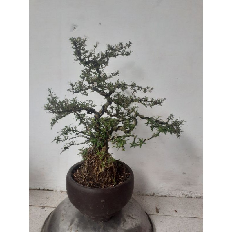 Tanaman bonsai seribu bintang - bonsai seribu bintang