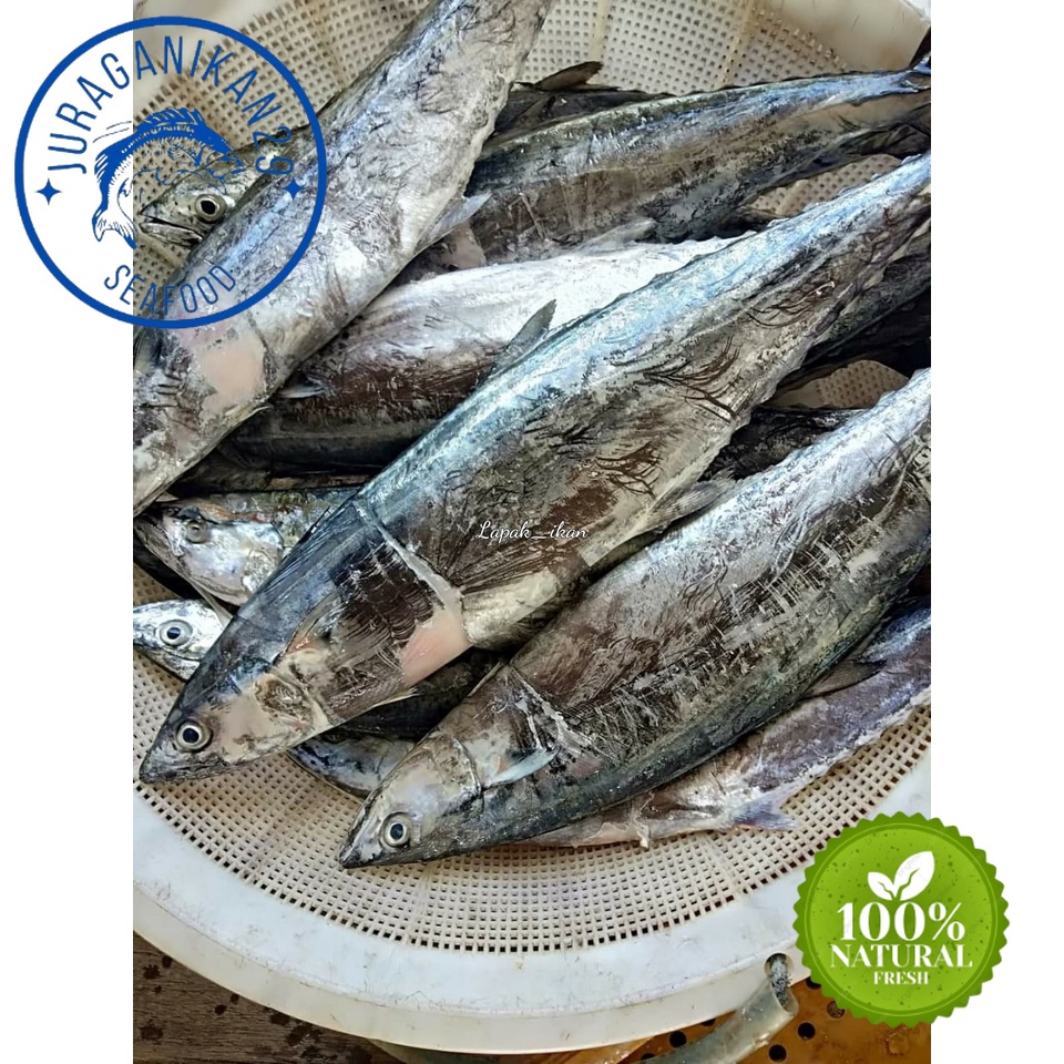 

Ikan Tengiri Betina Segar 1~Kilogram